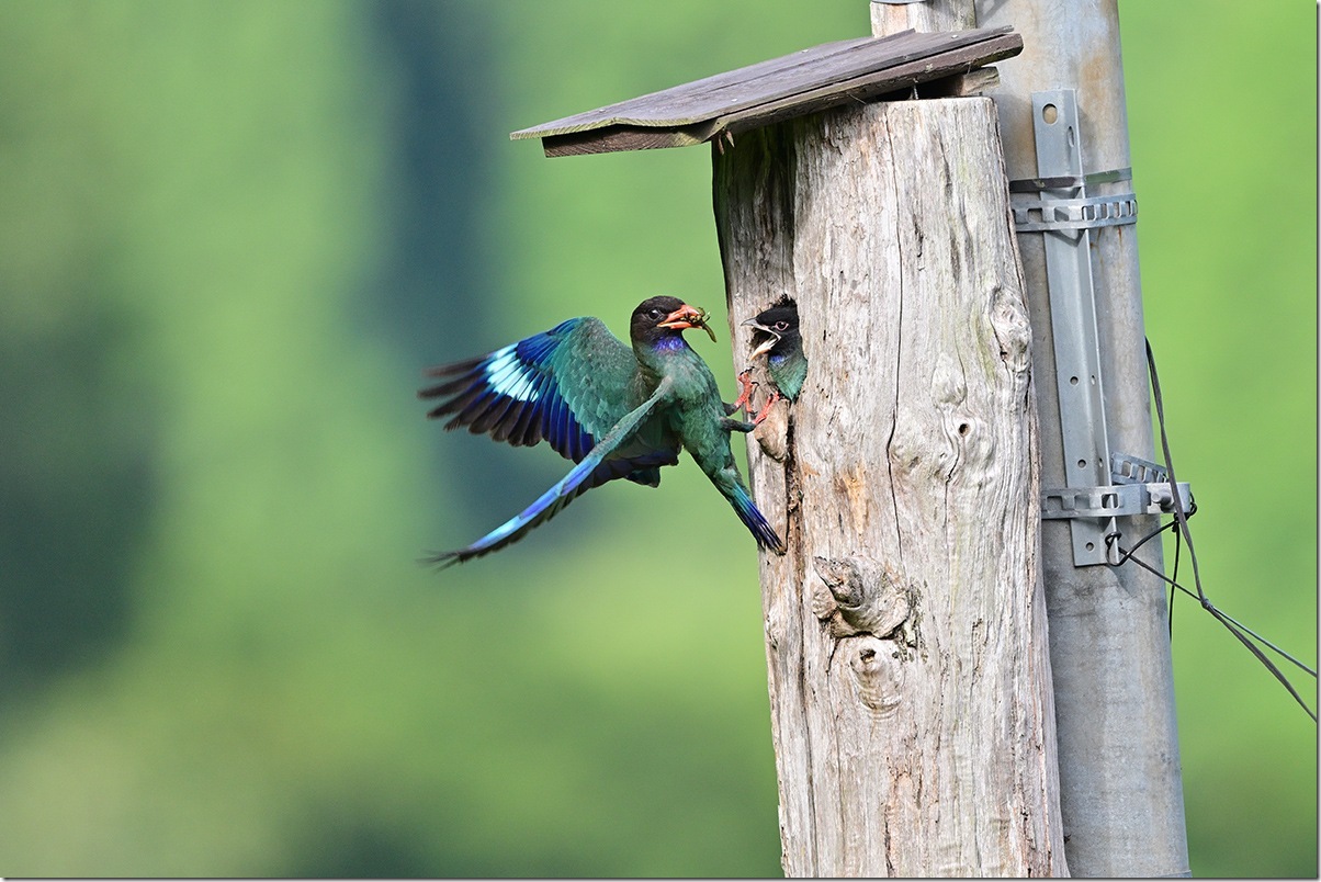 Z9M_3699_blog