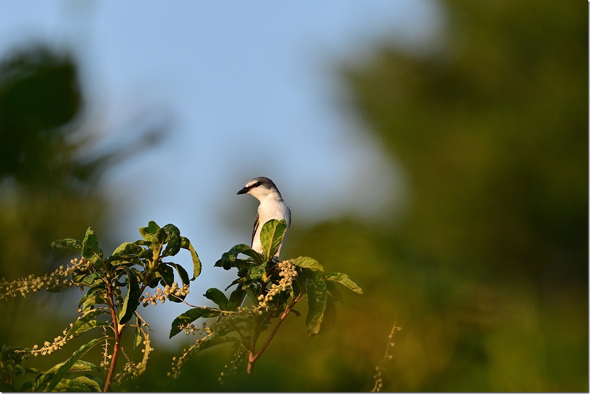 Z8M_0089_blog