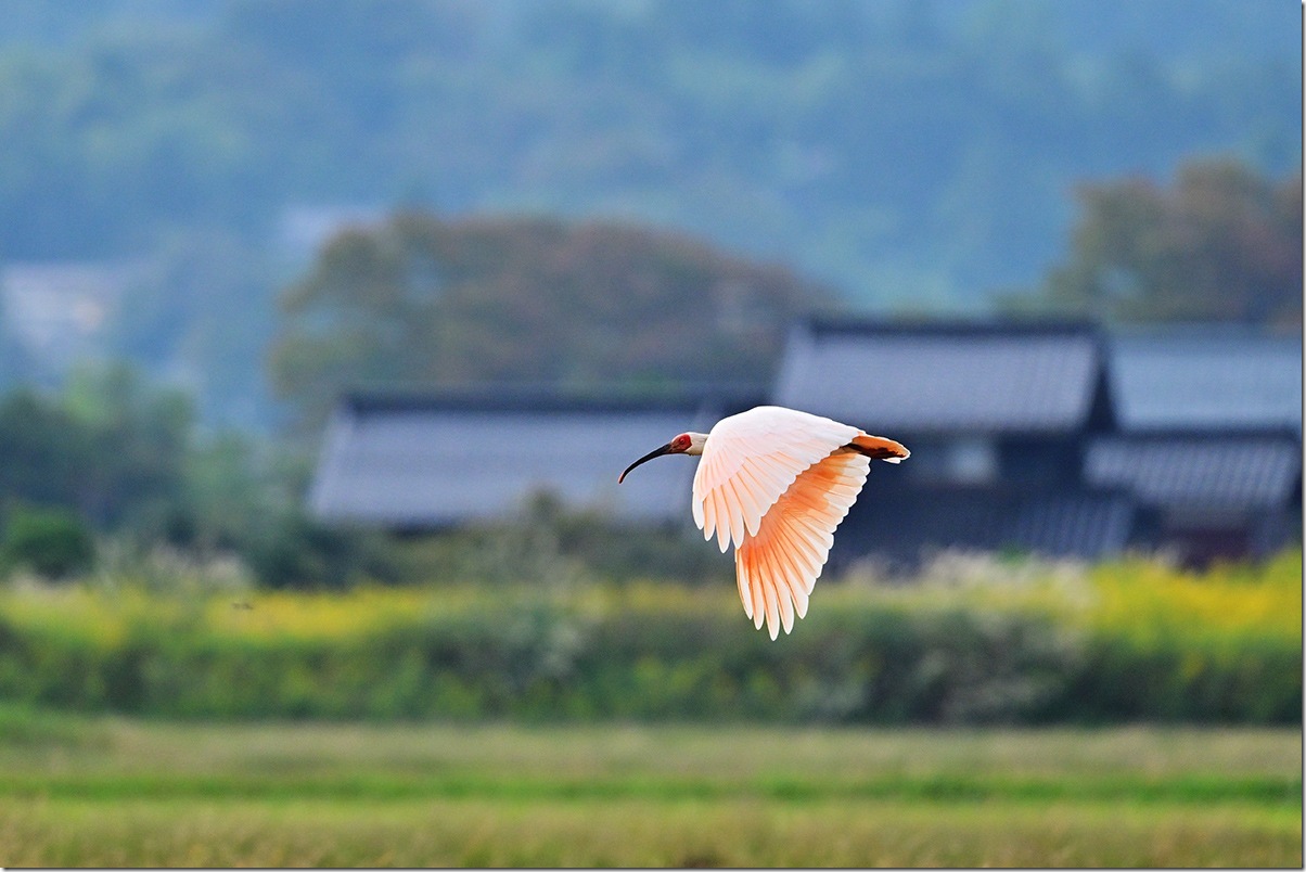 Z8M_0410_blog