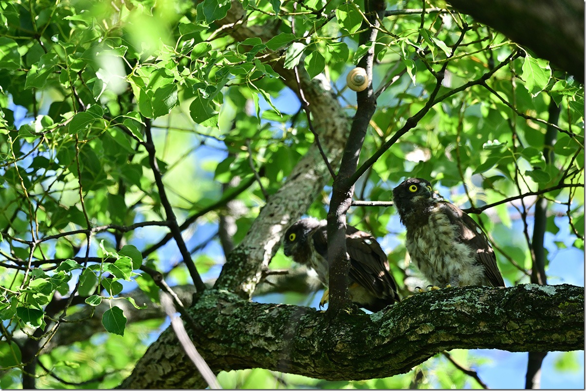 Z8M_4718_blog