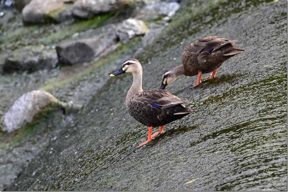 Z8M_5153_blog