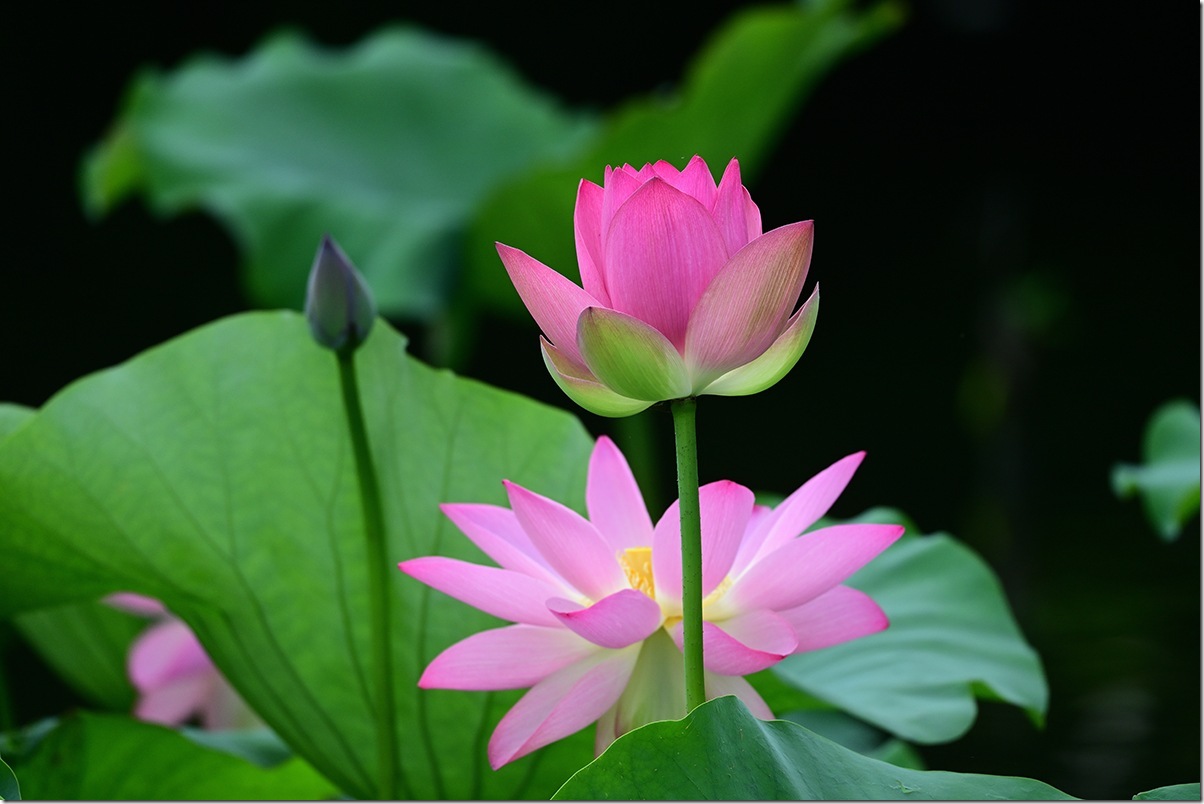Z8M_5296_blog