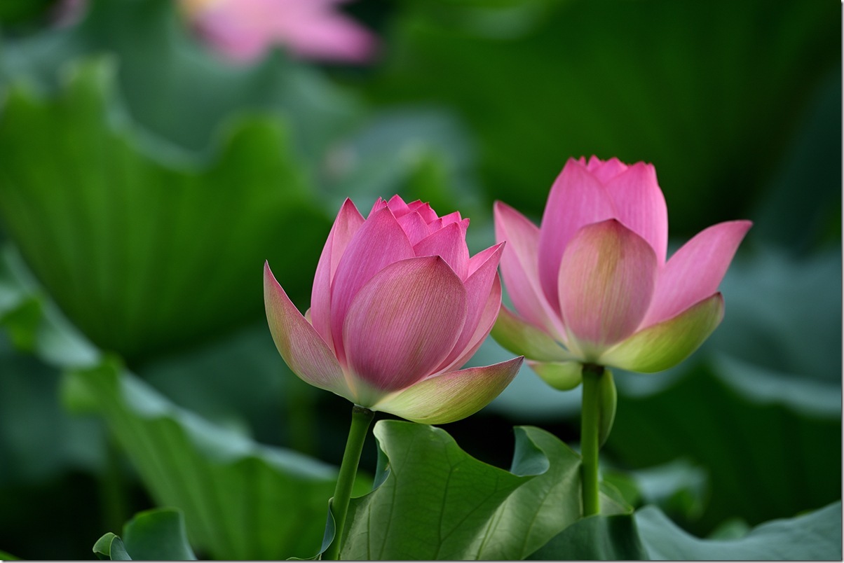 Z8M_5313_blog