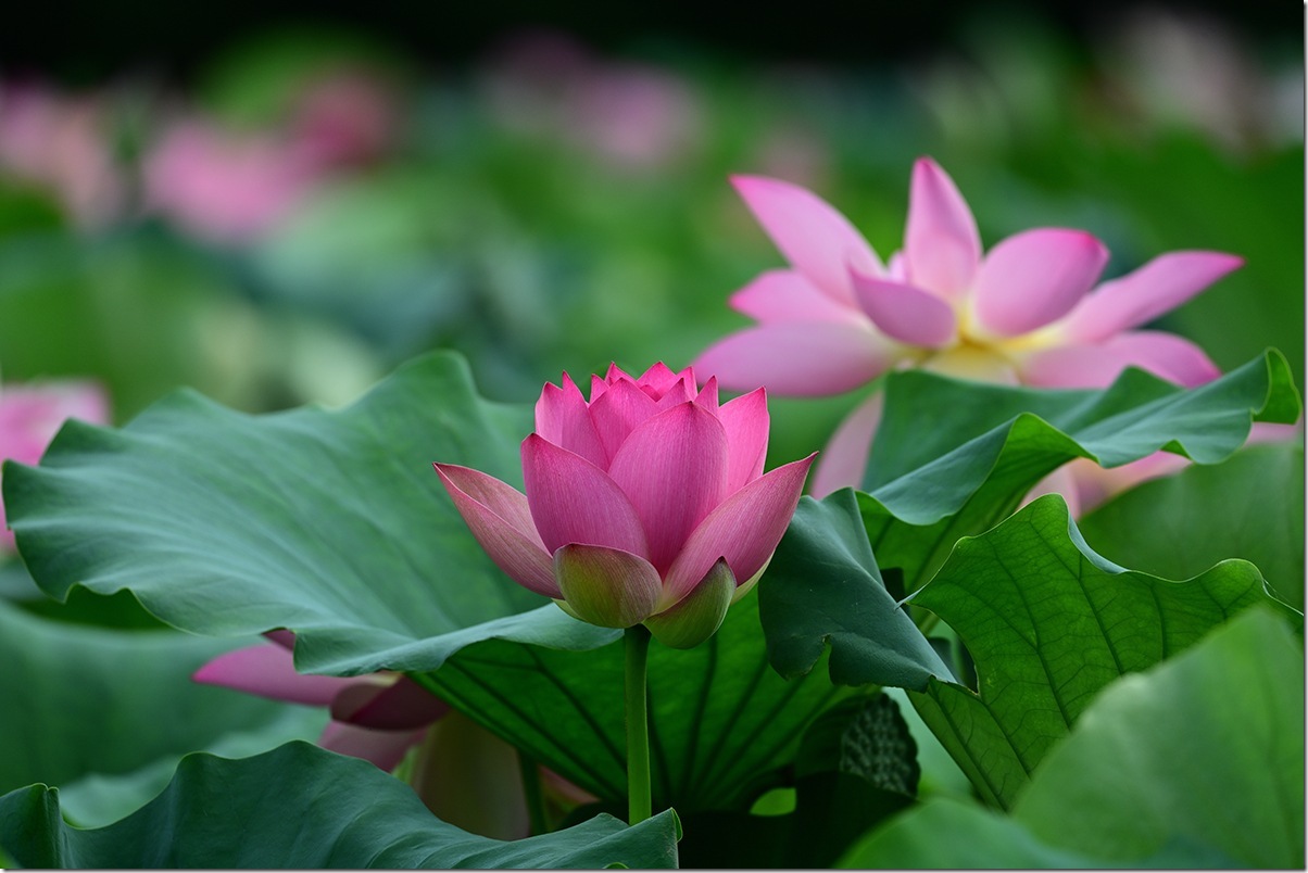 Z8M_5327_blog