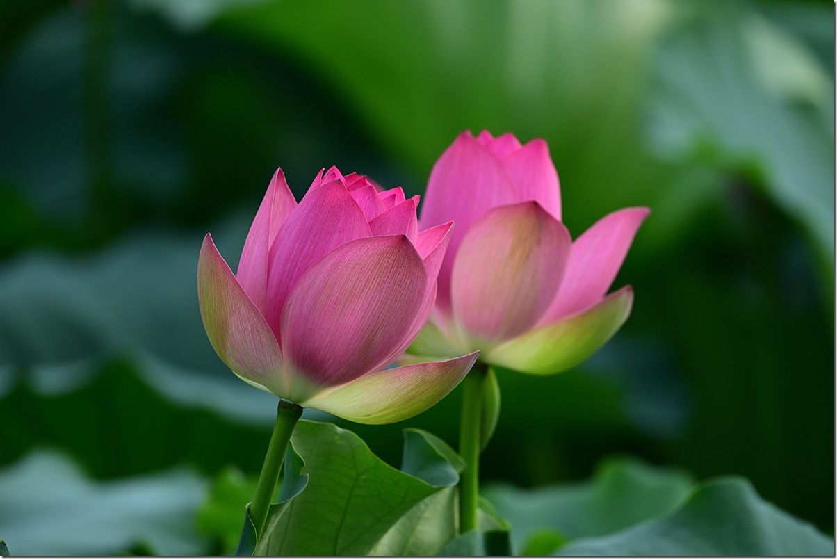 Z8M_5342_blog