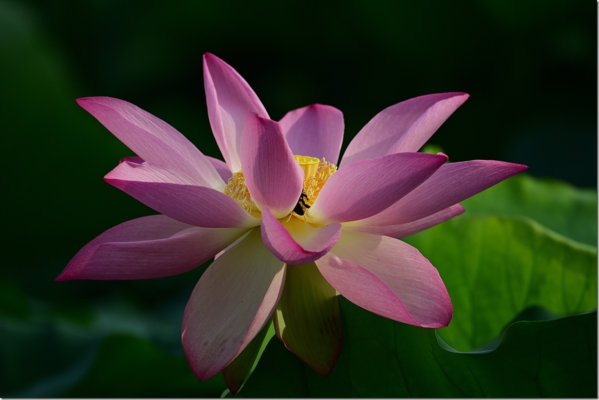 Z8M_5355_blog