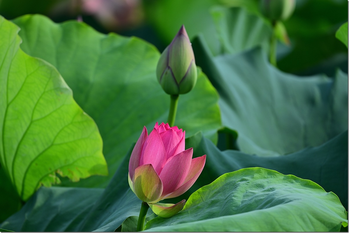 Z8M_5363_blog