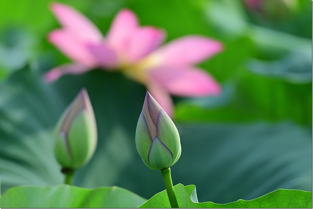 Z8M_5387_blog