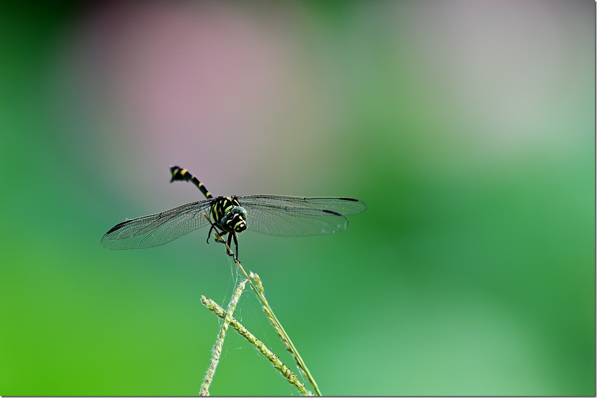 Z8M_5570_blog