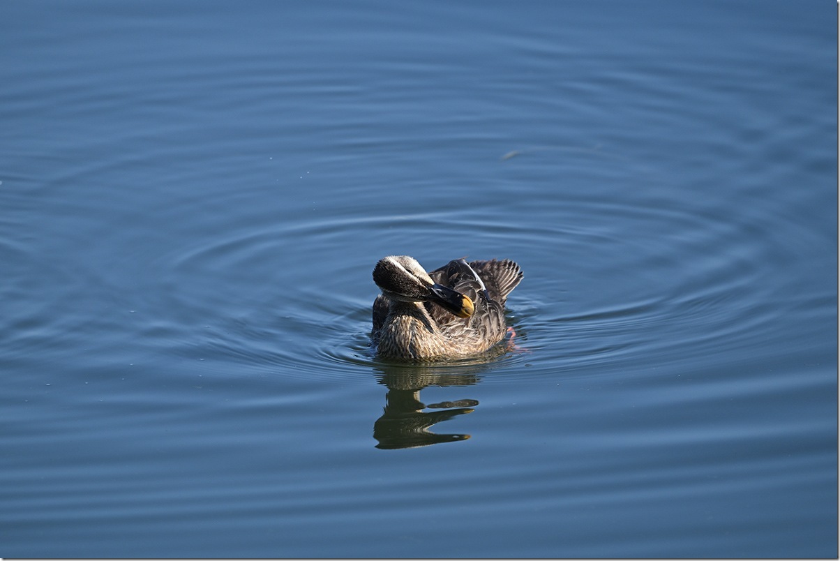 Z8M_5615_blog