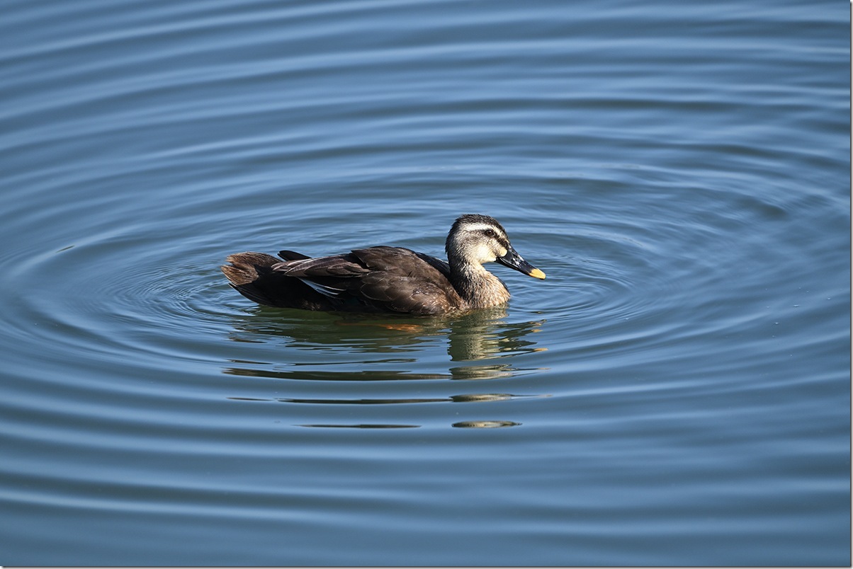 Z8M_5629_blog