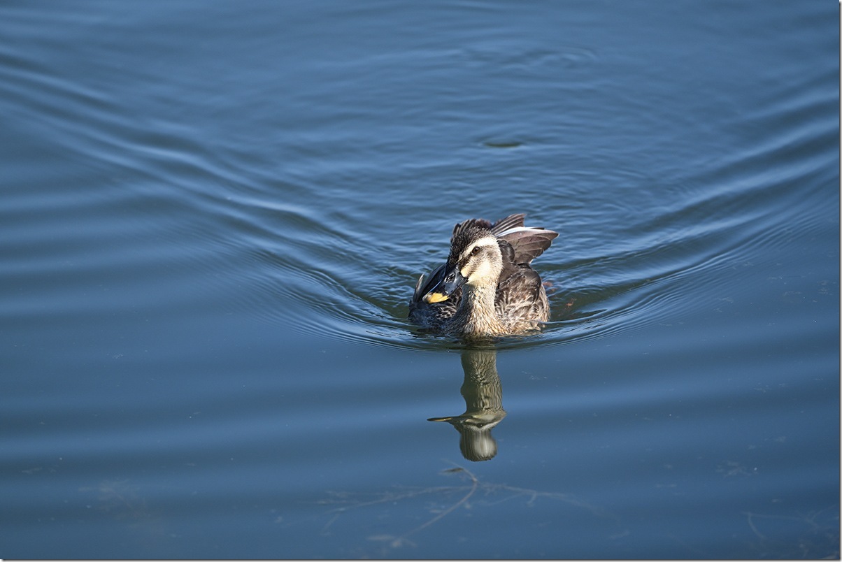Z8M_5663_blog
