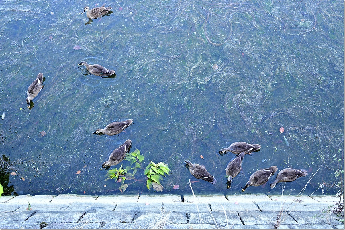 Z8M_5700_blog