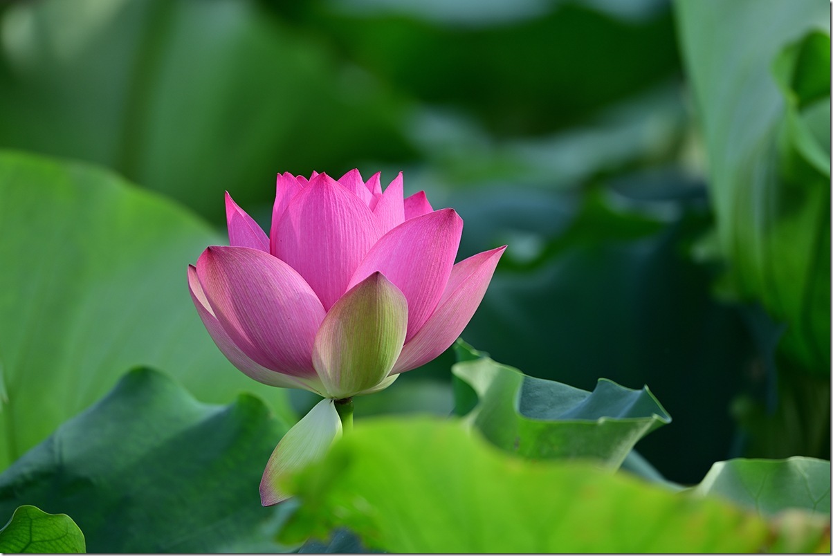 Z8M_6375_blog