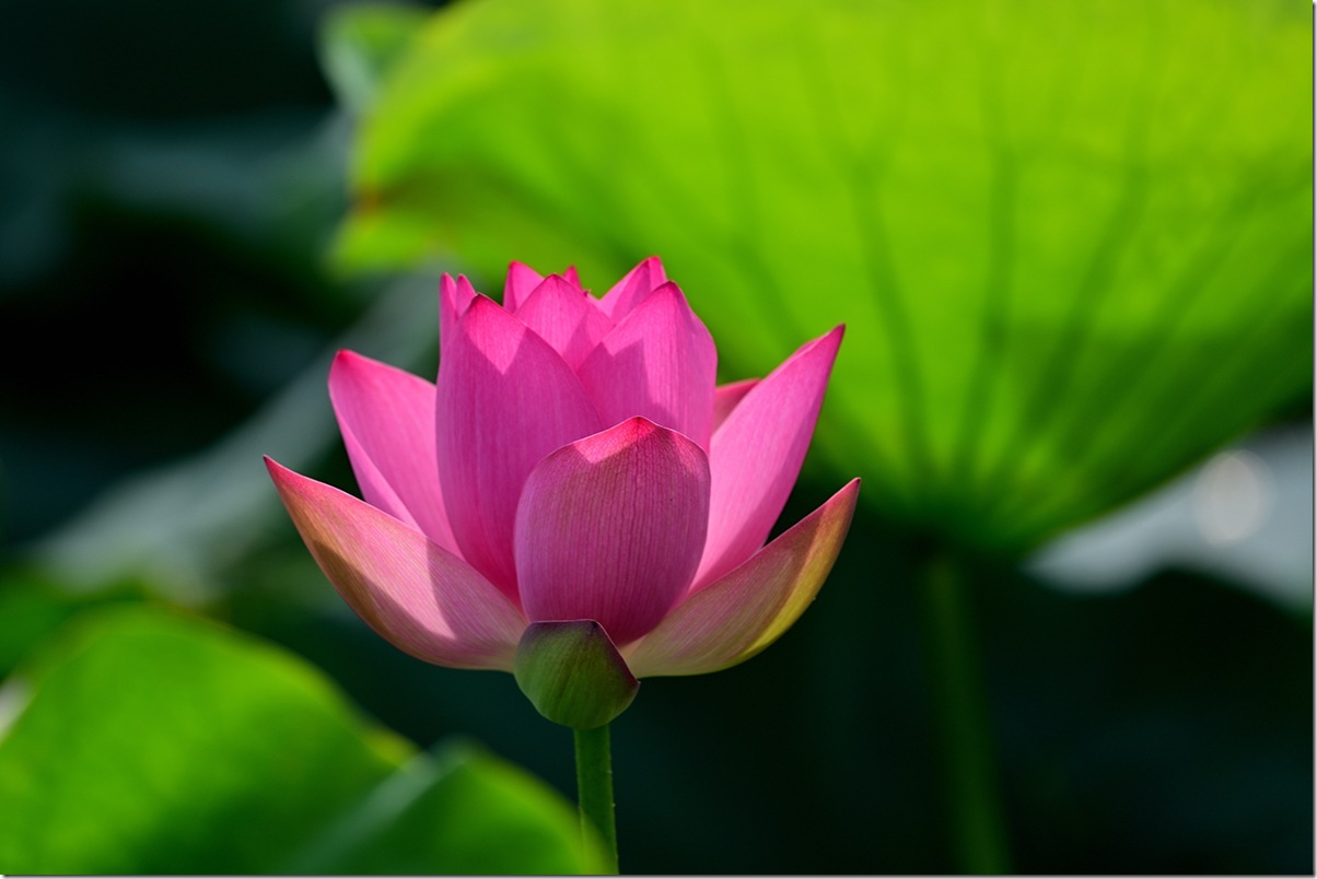Z8M_6390_blog