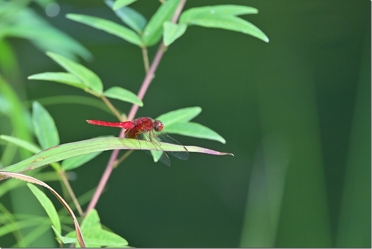 Z8M_6458_blog