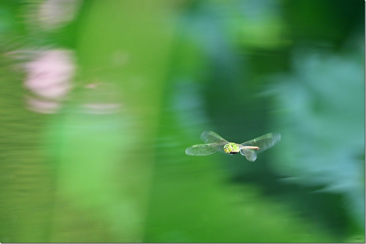 Z8M_6492_blog