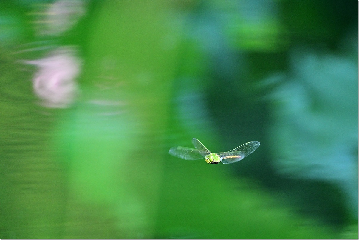 Z8M_6502_blog