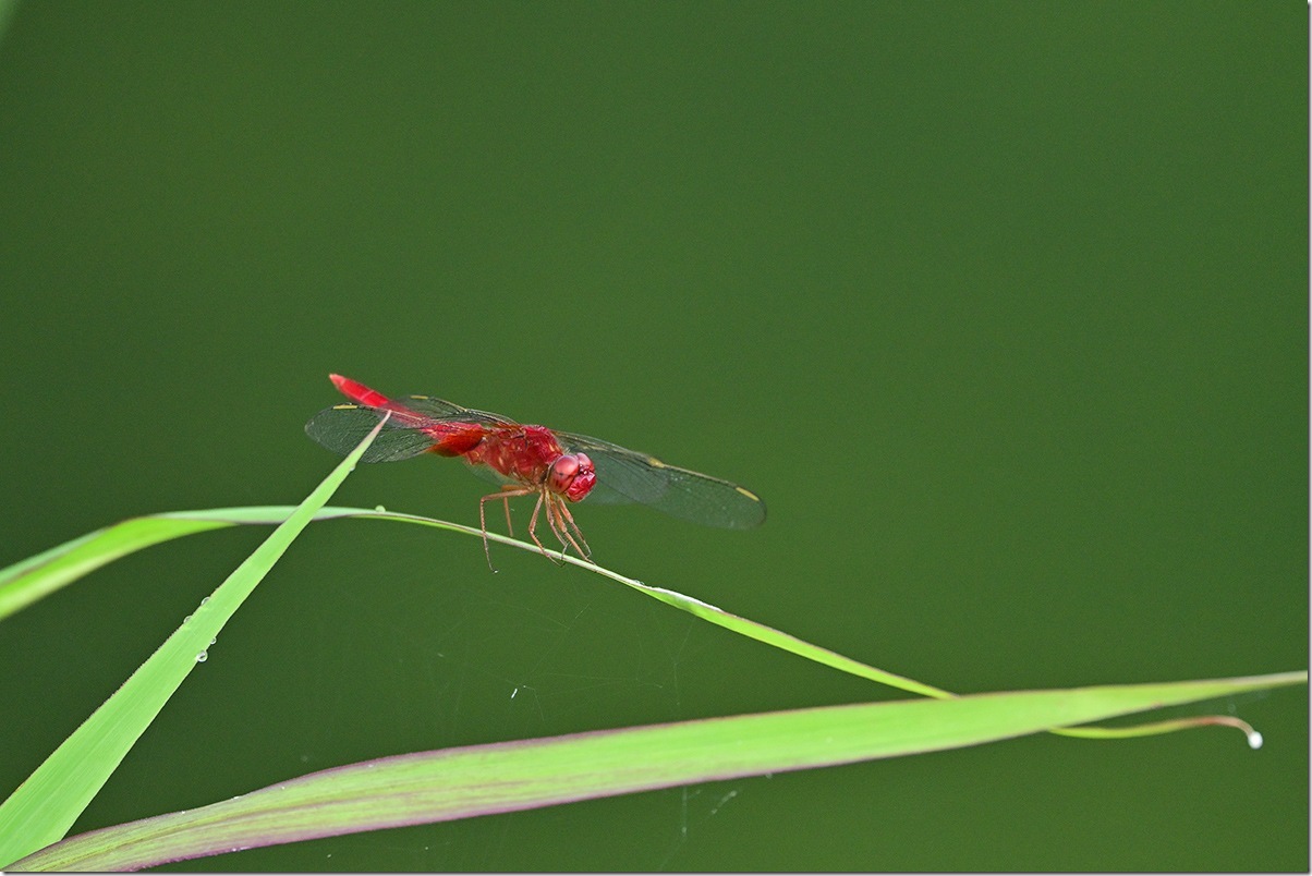 Z8M_6597_blog
