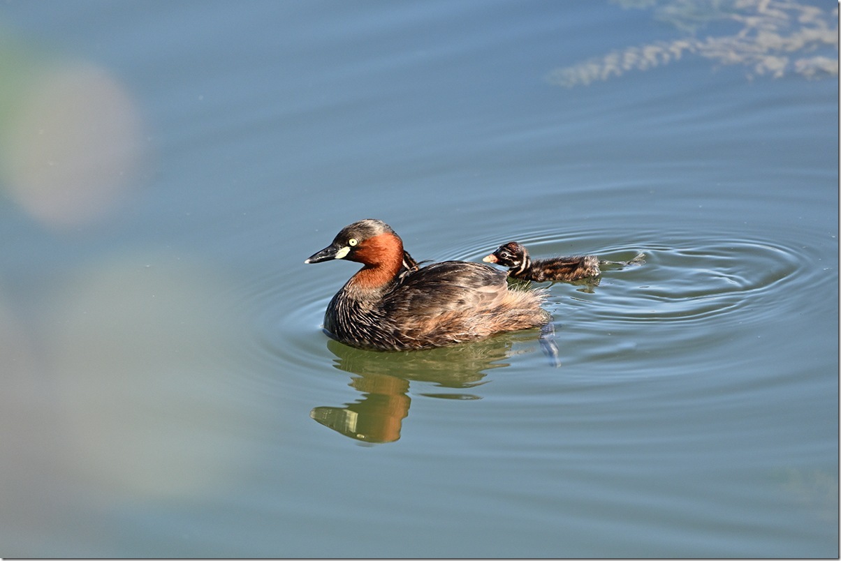 Z8M_7517_blog