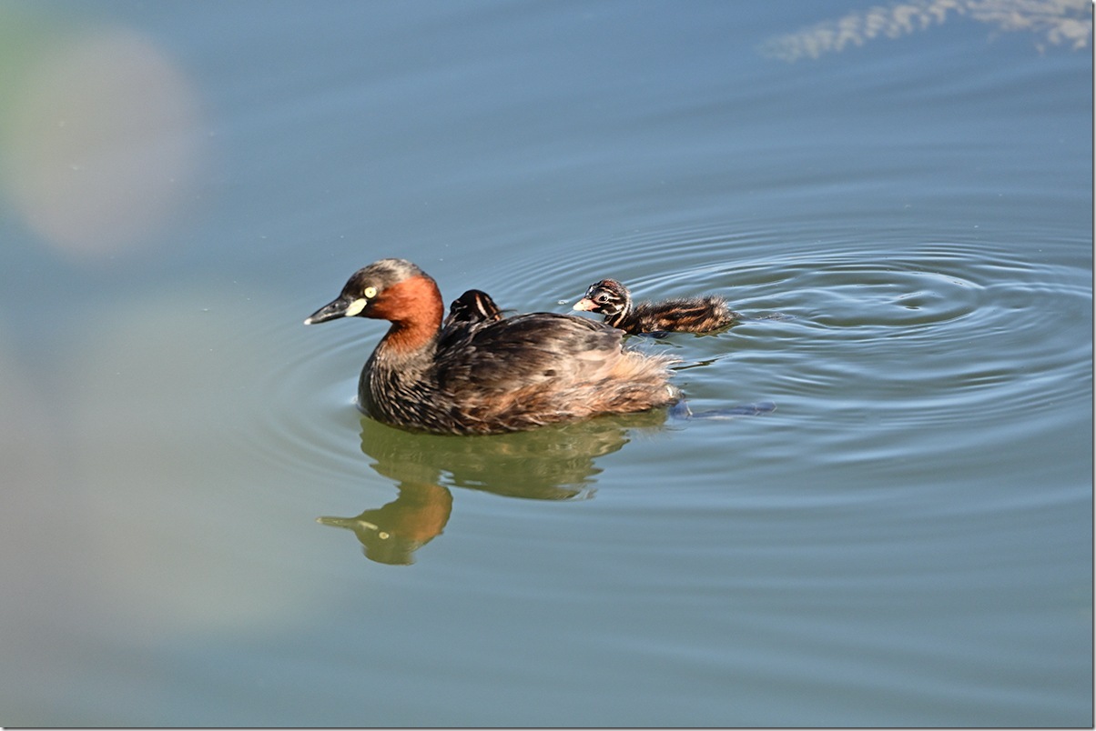 Z8M_7521_blog