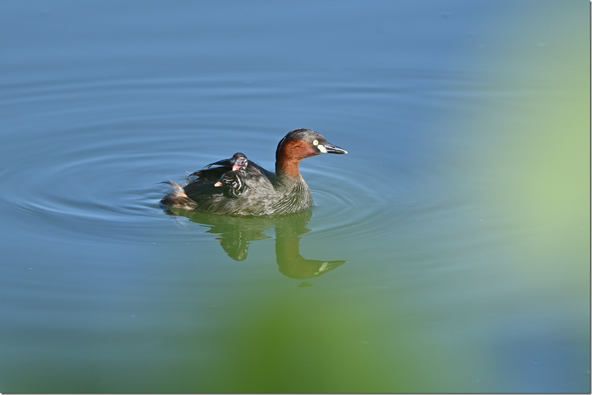 Z8M_7563_blog
