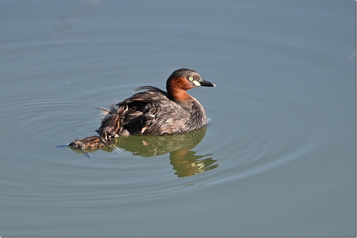 Z8M_7623_blog
