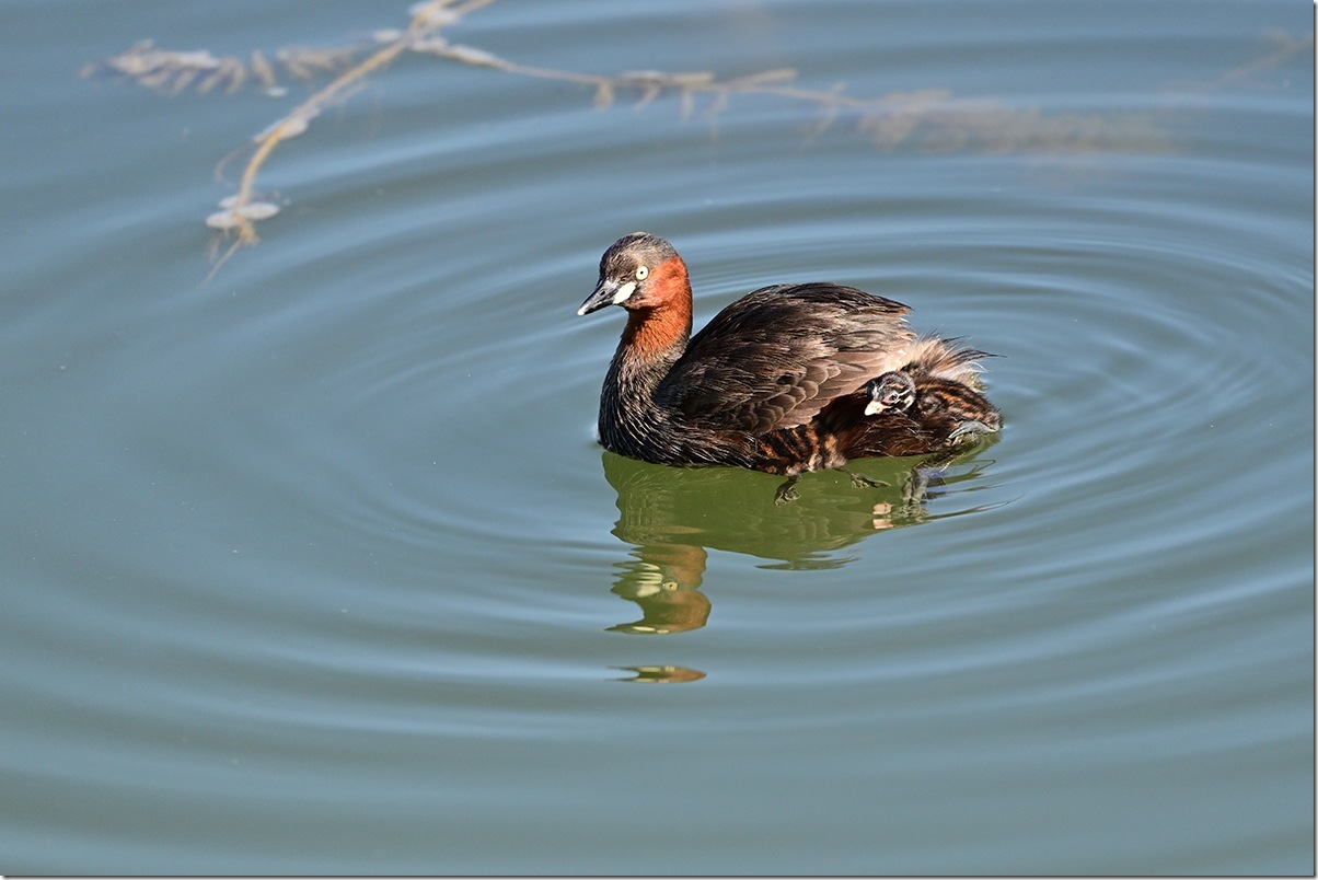 Z8M_7717_blog