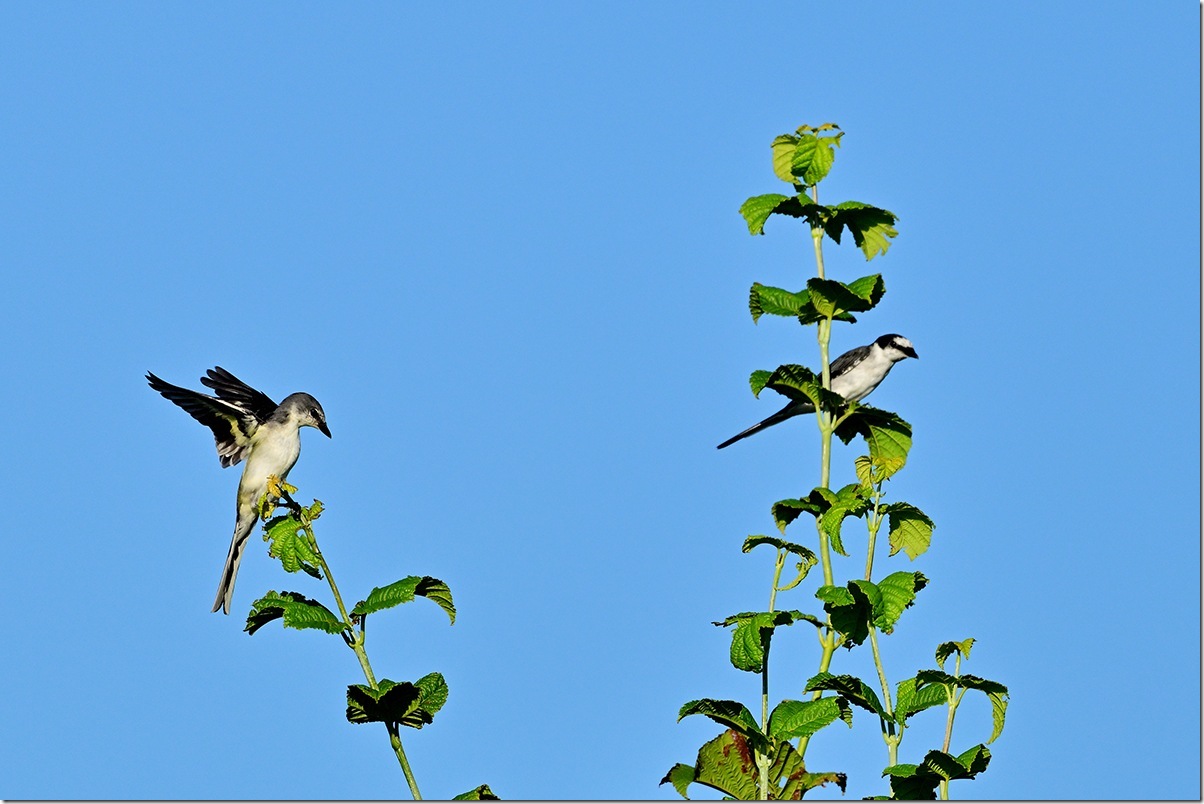 Z8M_8135_blog