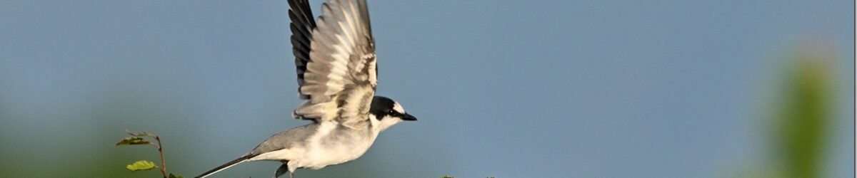 Z8M_8264_blog_thumb-1