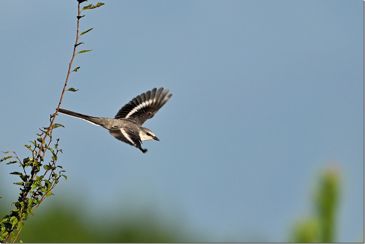 Z8M_8273_blog