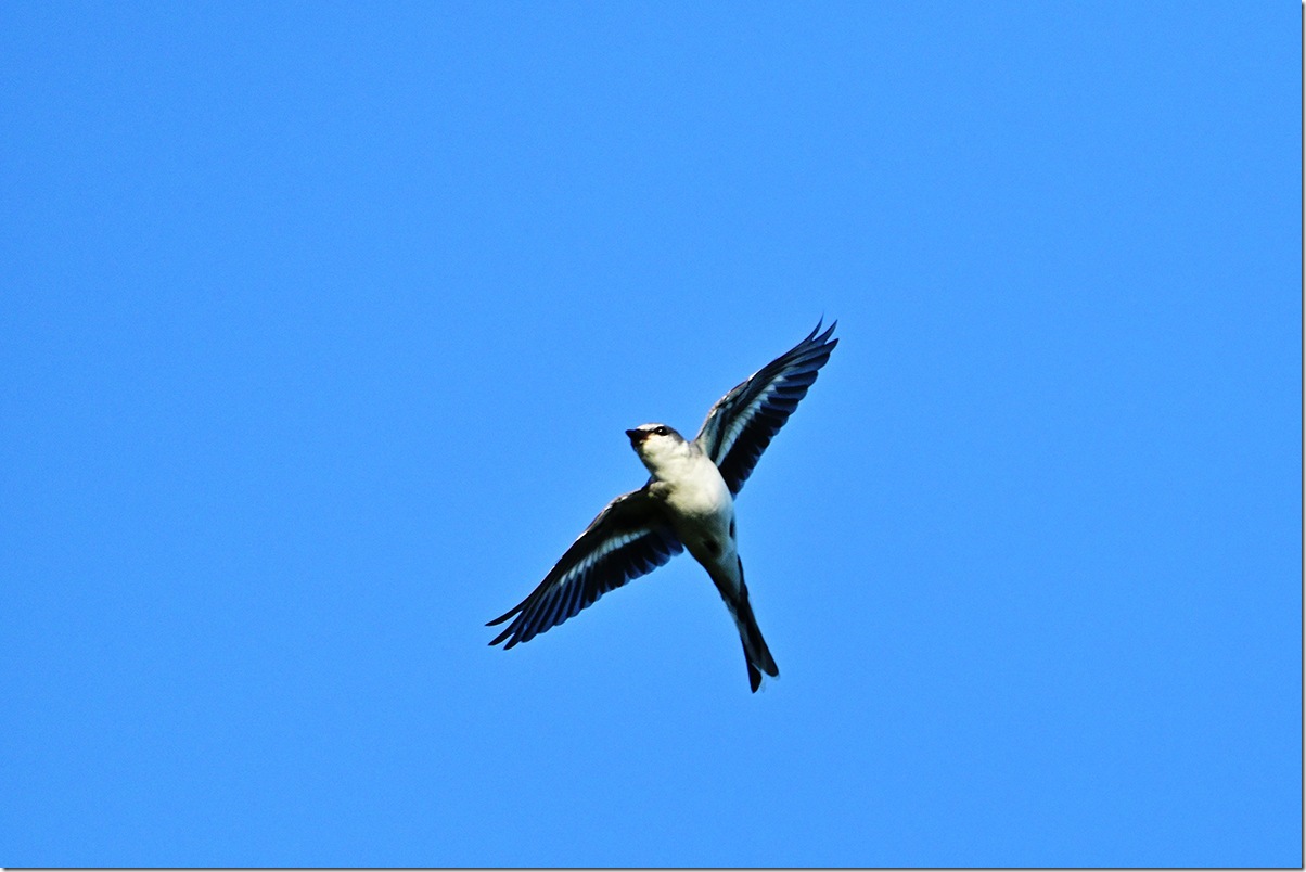 Z8M_8444_blog
