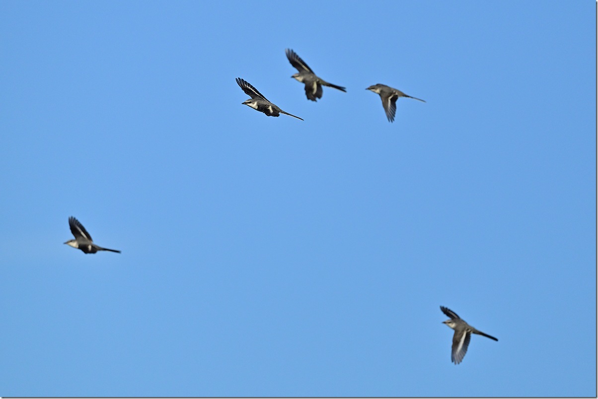 Z8M_8663_blog