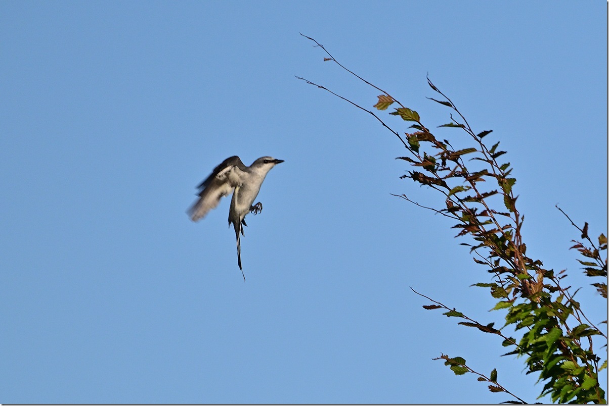 Z8M_8766_blog