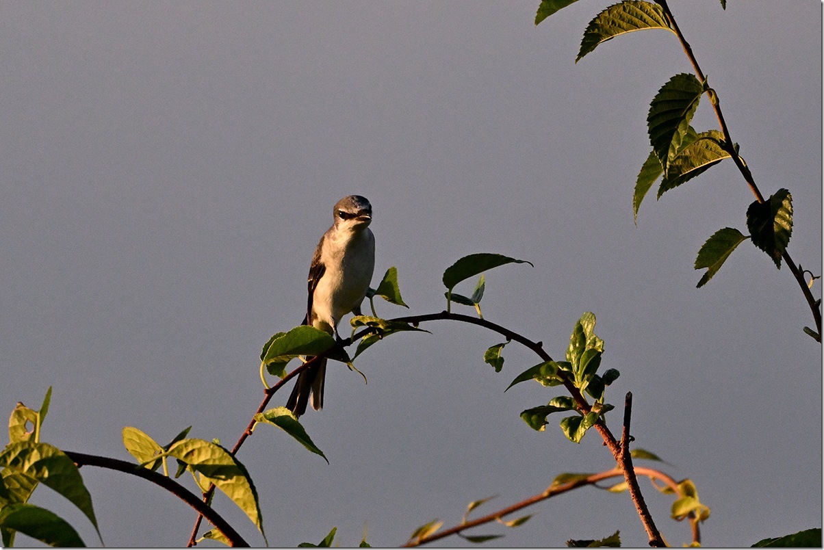 Z8M_8953_blog