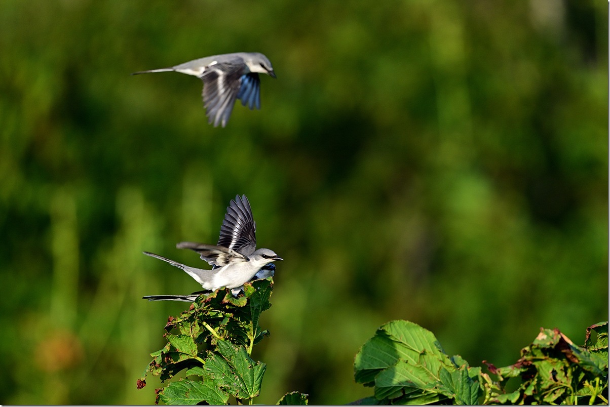 Z8M_9577_blog