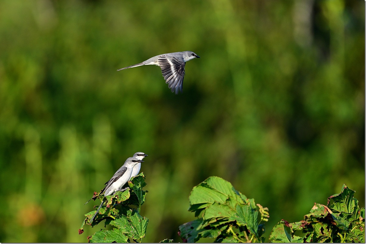 Z8M_9586_blog
