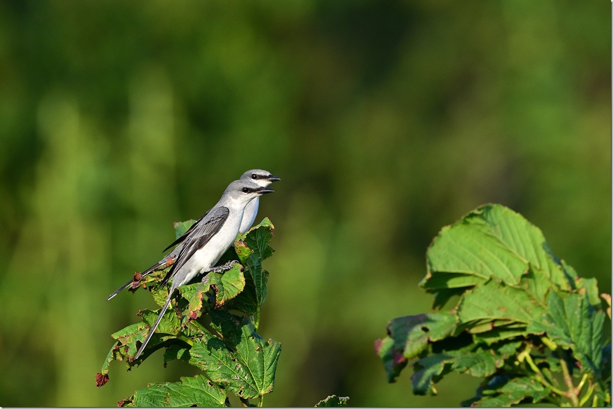 Z8M_9588_blog
