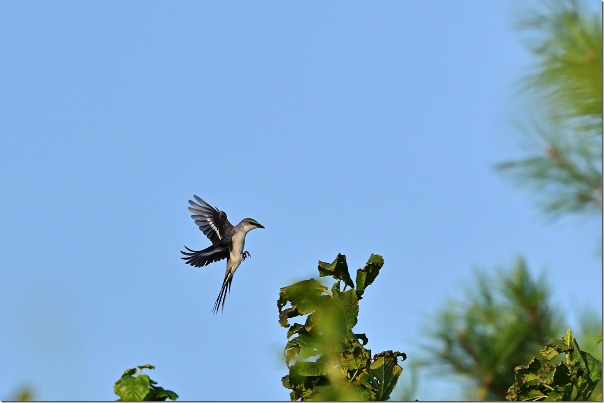 Z8M_9724_blog