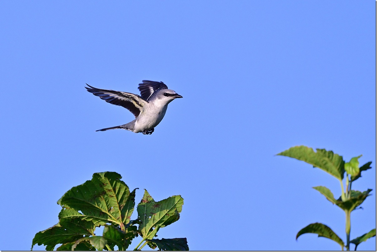 Z8M_9768_blog