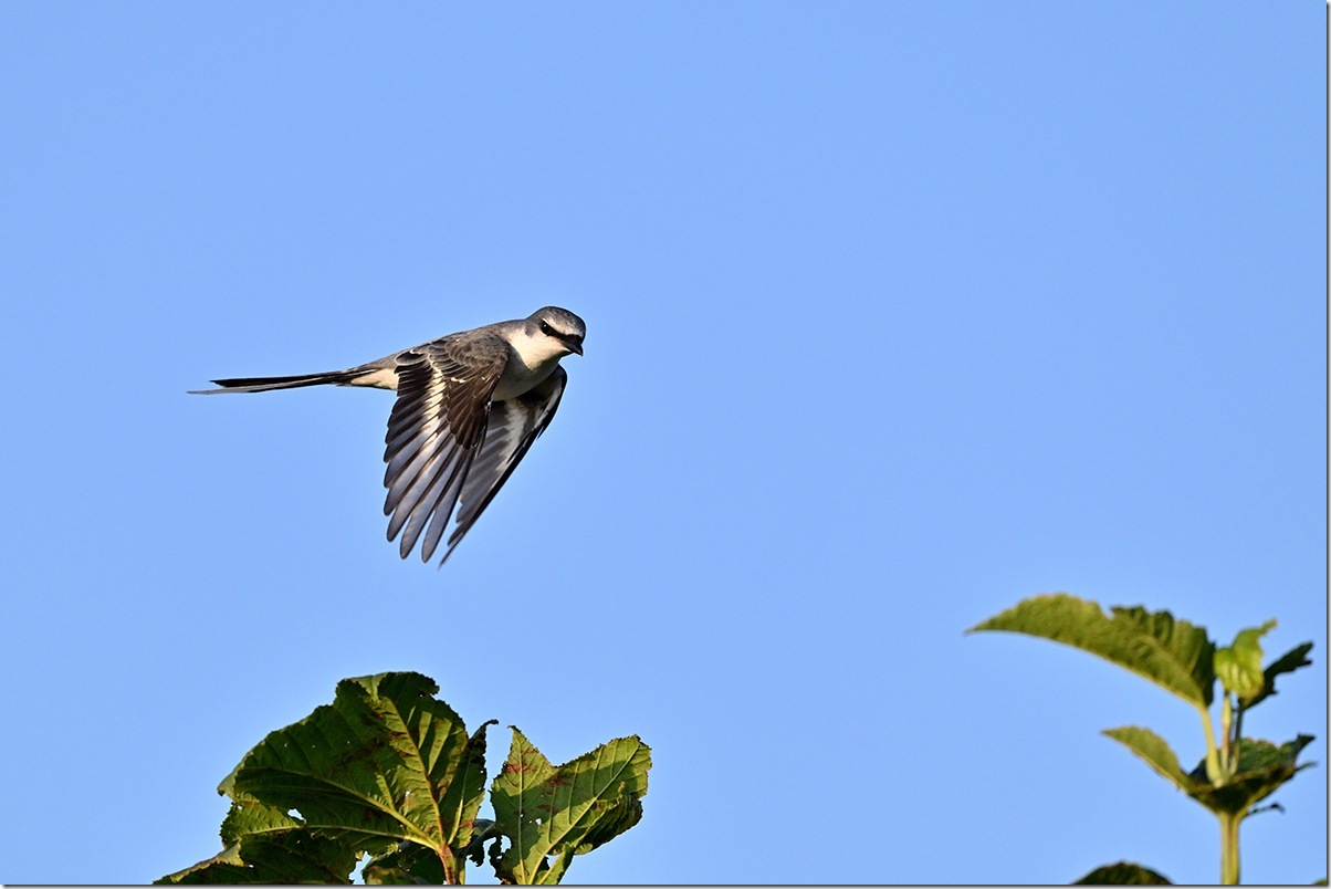 Z8M_9775_blog