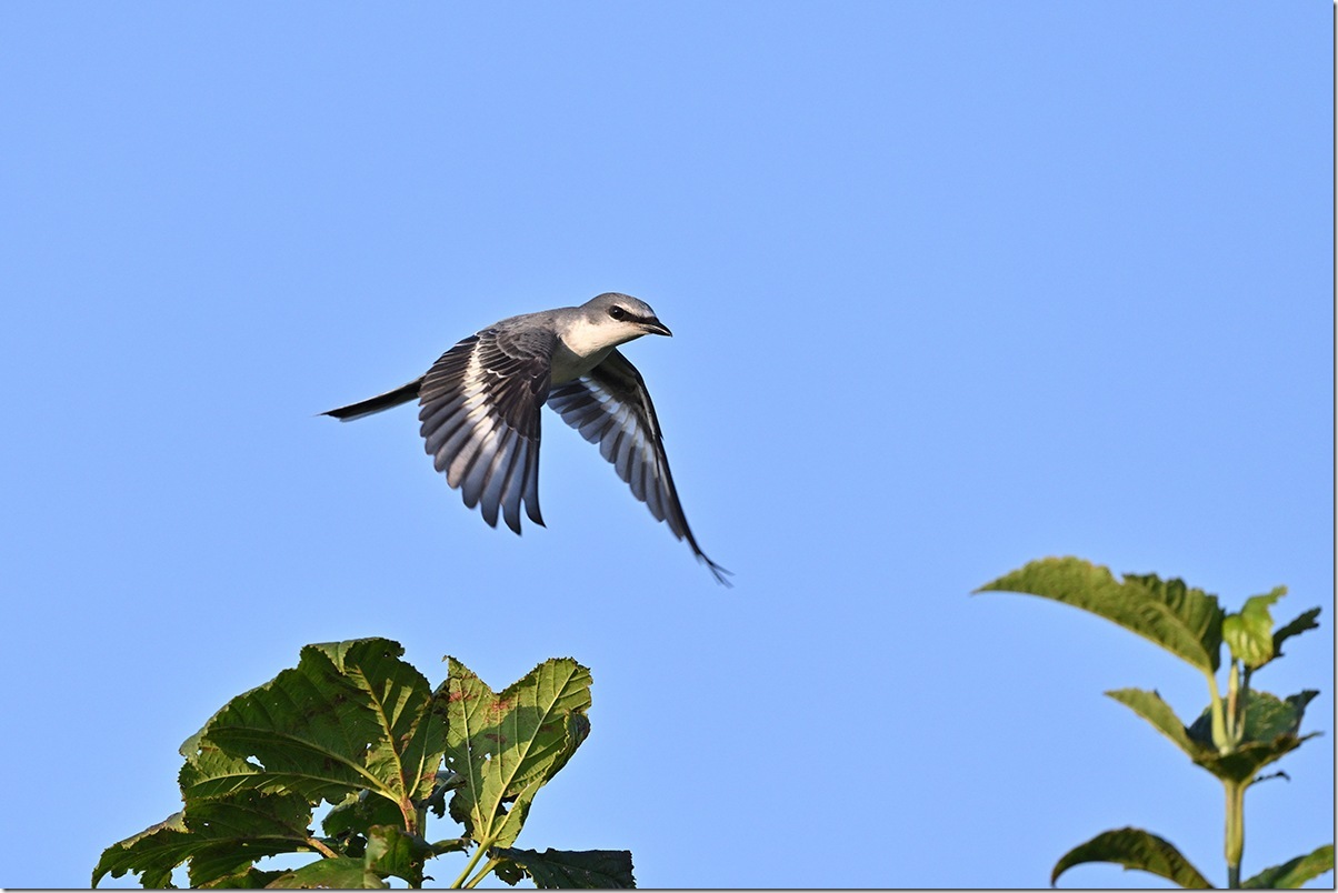 Z8M_9777_blog