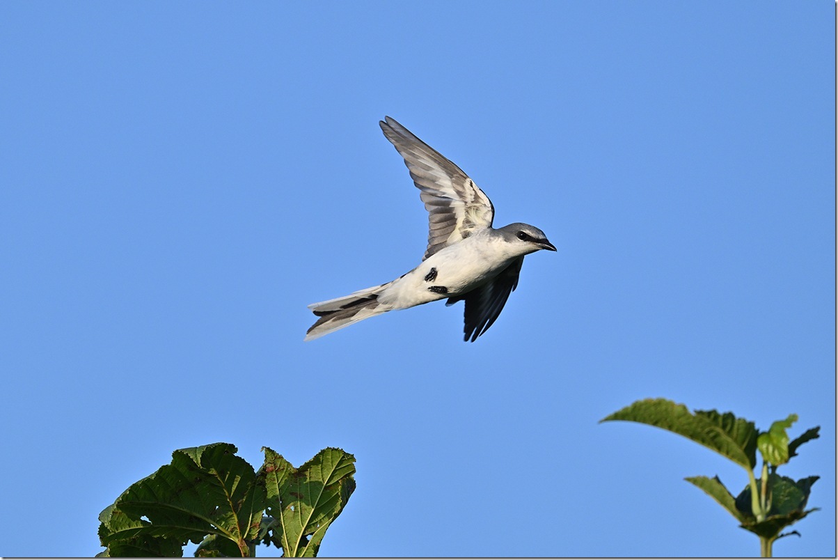 Z8M_9779_blog