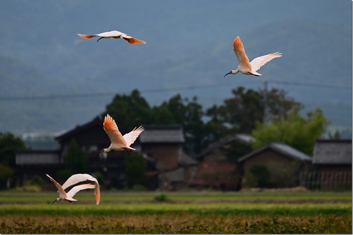 Z9M_1372_blog