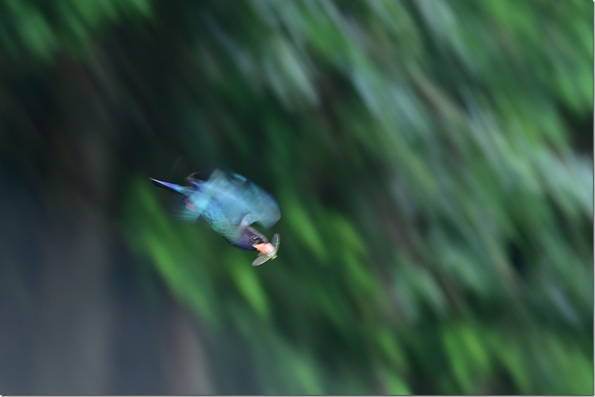 Z9M_1724_blog