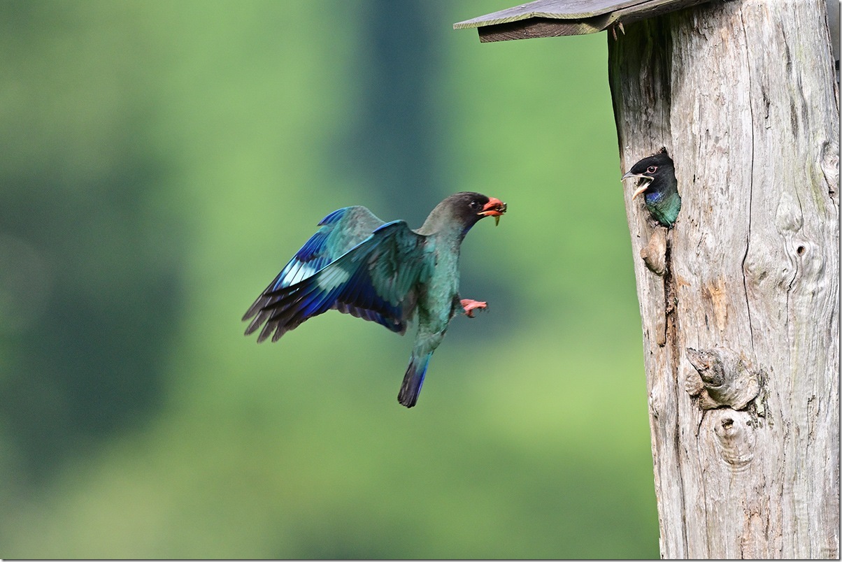 Z9M_3692_blog
