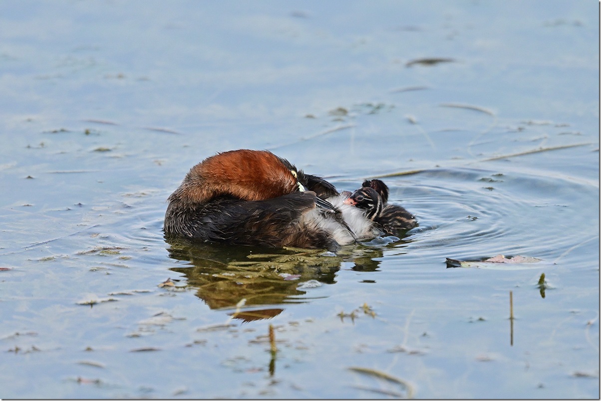 Z9M_4372_blog