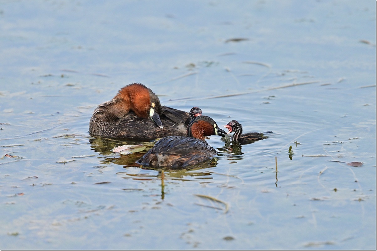 Z9M_4435_blog