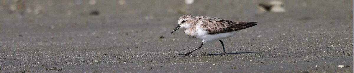 Z9M_6726_blog_thumb-1