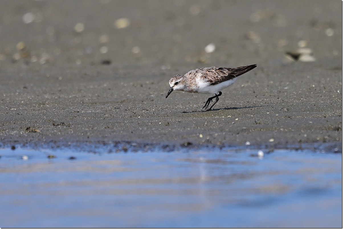 Z9M_6728_blog
